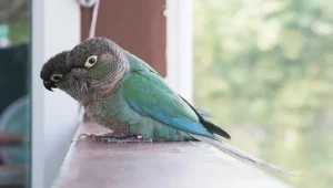 Blue Sided / Turquoise Conure Pair