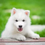 Siberian Husky Pure white sold by Bhopal Pets Online