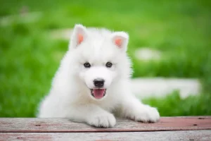 Siberian Husky Pure white sold by Bhopal Pets Online