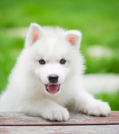 siberian husky puppy tamil nadu pure white super woolly coat puppy standing on a clean surface