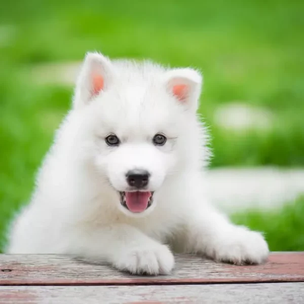 Siberian Husky Pure white sold by Bhopal Pets Online