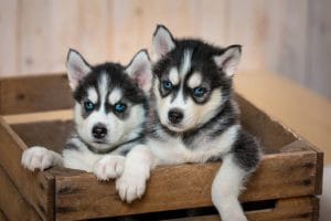 Bhopal Pets Online - Healthy Black and White Siberian Husky Adult and Puppy