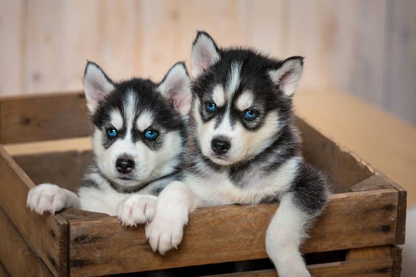 Bhopal Pets Online - Healthy Black and White Siberian Husky Adult and Puppy