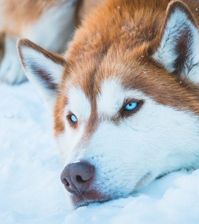 copper white woolly husky tamil nadu puppy with a thick plush coat and striking red-brown markings