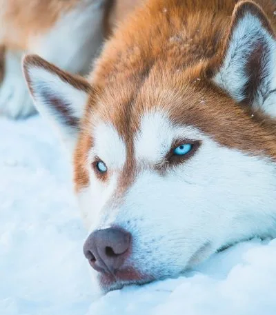 copper white woolly husky haryana nadu puppy with a thick plush coat and striking red-brown markings