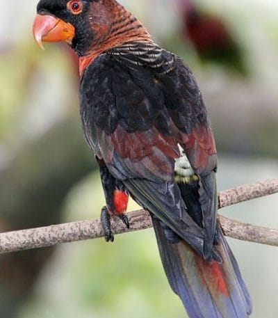 Dusky Lorikeet