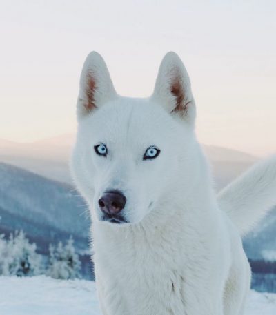 Husky Pure White